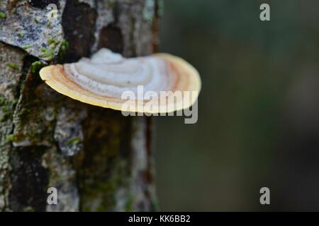 Bracket Fungus growing in Girringun National Park, Wallaman Falls, Queensland, Australia Stock Photo