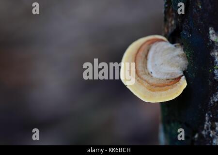 Bracket Fungus growing in Girringun National Park, Wallaman Falls, Queensland, Australia Stock Photo