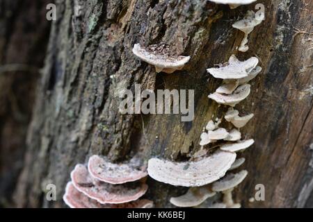 Bracket Fungus growing in Girringun National Park, Wallaman Falls, Queensland, Australia Stock Photo