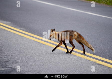 Red fox crossing paved highway Stock Photo