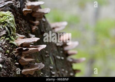 Bracket Fungus growing in Girringun National Park, Wallaman Falls, Queensland, Australia Stock Photo