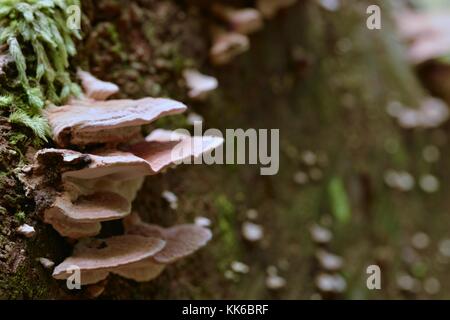 Bracket Fungus growing in Girringun National Park, Wallaman Falls, Queensland, Australia Stock Photo