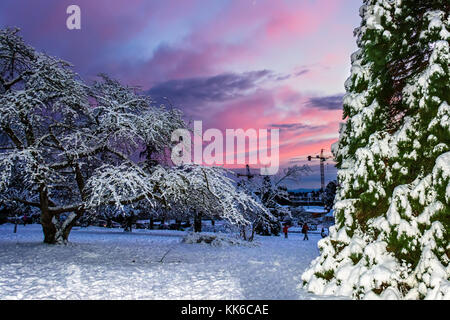 Snowy winter in a beautiful forest, branches of trees are covered with snow and shine in the rays of the setting sun Stock Photo