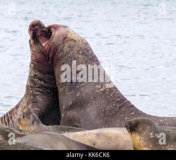 Two bloodied adult male elephant seals fight for dominance on beach at Gold Harbour, South Georgia Island as females in harem look on Stock Photo