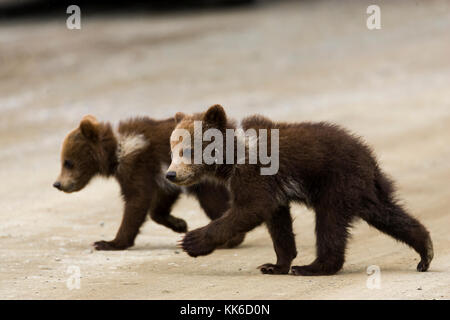 Grizzly bear (Ursus arctos) Two cubs of the year crossing the park road in Throfare Pass, Denali National Park Stock Photo