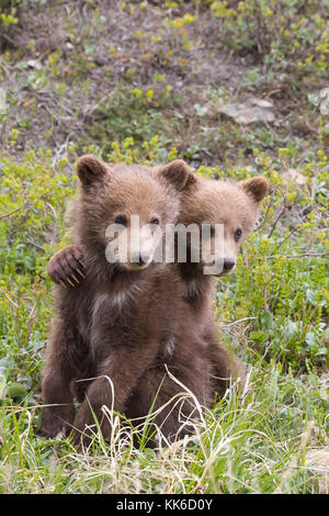 Grizzly bear (Ursus arctos) Two cubs of the year playing with each other under the protection of their mother in Thorofare Pass, Denali National Park Stock Photo