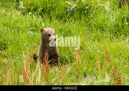 Grizzly bear (Ursus arctos) spring cub feeding with its sibling and mother in Sable Pass, Denali National Park Stock Photo