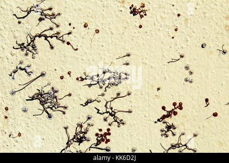 Detail of ivy (hedera helix) roots fragments on a vertical wall Stock Photo