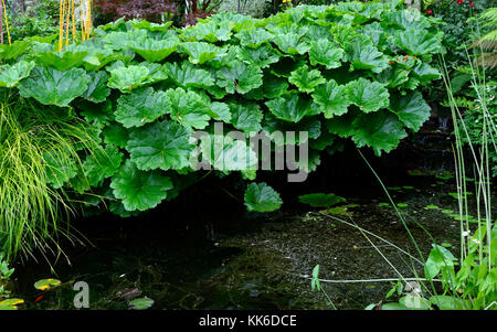 Gunnera Tinctoria, giant rhubarb, leaves,foliage, water loving,  invasive, species, RM floral Stock Photo