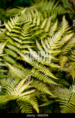Dryopteris Erythrosora var prolifica,Lacy autumn fern,prolific copper shield fern,ferns,wood,woodland,shade,shady,plants,plant,leaves,fronds,foliage,  Stock Photo