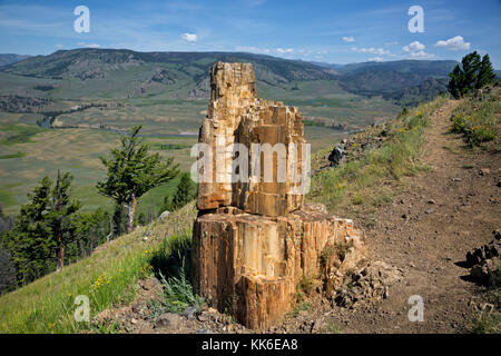 WY02686-00...WYOMING - A section of a petrified tree viewed on the Petrified Trees trail while over looking the Lamar Valley in Yellowstone National P Stock Photo