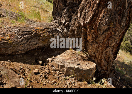 WY02689-00...WYOMING - A tree growing over the stump of a petrified tree from the Petrified Trees Trail in the Lamar Valley of Yellowstone National Pa Stock Photo
