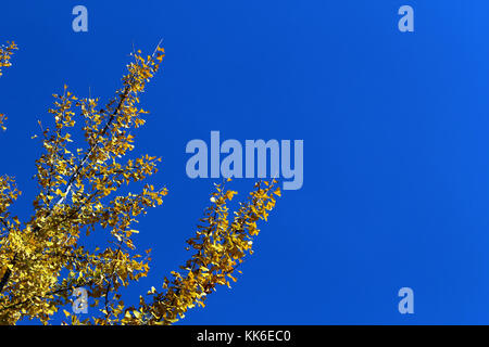 Yellow ginkgo biloba tree leaves on branches in autumn against blue sky Stock Photo
