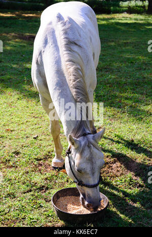 white quarter horse eating from a food bowl while standing on green grass Stock Photo Alamy