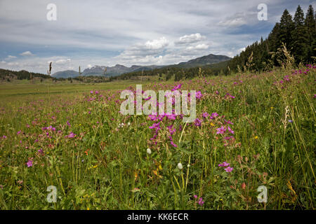 WY02692-00...WYOMING - Flowers blooming in the First Meadow on the Slough Creek Trail of Yellowstone National Park. Stock Photo