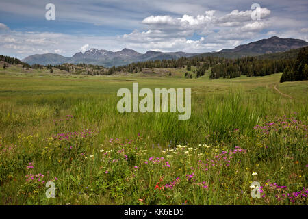 WY02693-00...WYOMING - Flowers blooming in the First Meadow on the Slough Creek Trail of Yellowstone National Park. Stock Photo