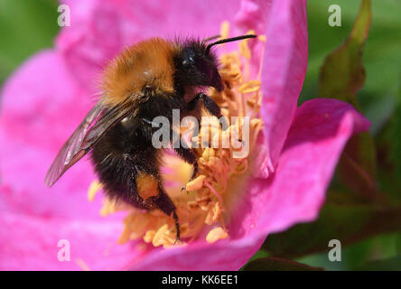 Bees Stock Photo