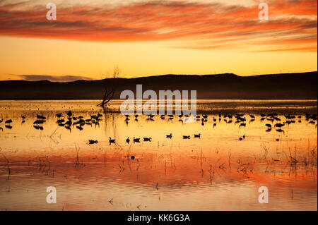 Atmospheric landscape, Bosque del Apache National Wildlife Refuge sunrise, dawn, waterfowl silhouettes, New Mexico, NM, USA. Stock Photo