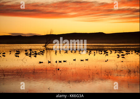 Dramatic atmospheric landscape, Bosque del Apache National Wildlife Refuge sunrise, dawn, waterfowl silhouettes, New Mexico, NM, USA. Stock Photo