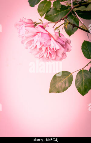 Beautiful pink roses artistic background Stock Photo - Alamy