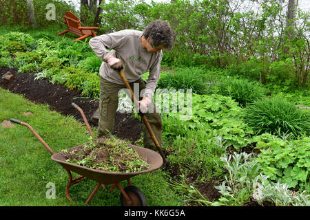 Female volunteer gardener working in a garden in the park in Speculator, NY, USA Stock Photo