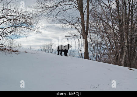Solitary black dog poised on snow and silhouetted against a forested winter landscape Stock Photo