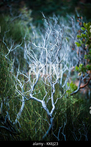 Ephedra or Mormon Tea plants and Manzanita branches near Sedona, Arizona, USA. Stock Photo