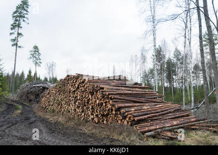 Big pile of coniferous pulpwood from a thinning work in the forest Stock Photo