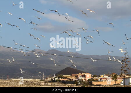 Birds flying with mountain Tiede in background the highest mountain in Spain Stock Photo