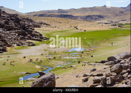 A flock of sheep in the mountains of Sirwa Stock Photo - Alamy