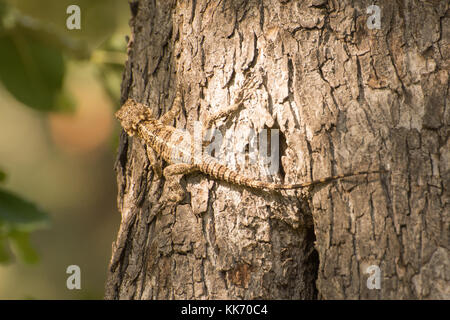 Starred agama (Stellagama stellio) on a tree trunk in Akamas Peninsula in Cyprus, lizard, reptile Stock Photo