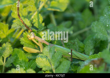Close-up of female praying mantis (Sphodromantis viridis) in Cyprus Stock Photo