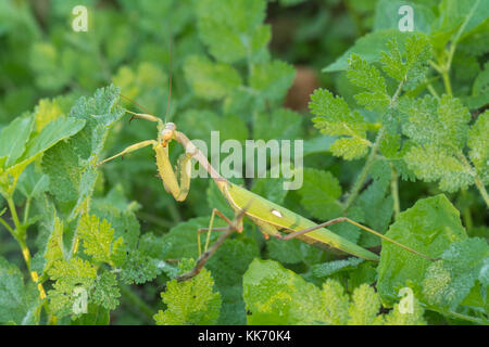 Close-up of female praying mantis (Sphodromantis viridis) in Cyprus Stock Photo