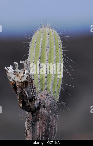 Candelabra cactus (Jasminocereus thouarsii), Punta Moreno, Isabela island, Galapagos Islands Stock Photo