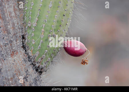 Candelabra cactus (Jasminocereus thouarsii) fruit, Punta Moreno, Isabela island, Galapagos Islands Stock Photo
