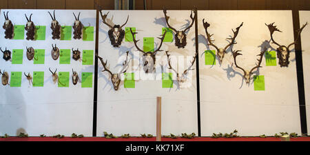 Exhibition of hunting trophies on wall Stock Photo