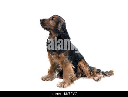 loyal obedient black and tan cocker spaniel sat waiting isolated on a white background Stock Photo