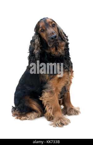 stunning purebred black and tan cocker spaniel sat looking into the camera isolated on a white background Stock Photo