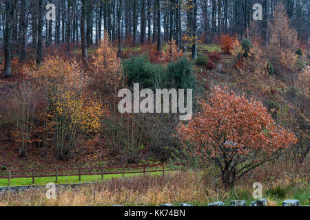 Colourful Foliage at North End of Ridgegate Reservoir in Macclesfield Forest Stock Photo