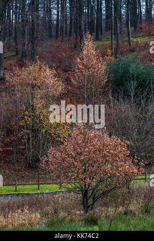 Colourful Foliage at North End of Ridgegate Reservoir in Macclesfield Forest Stock Photo