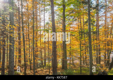 light-flooded autumn forest, Mont Sainte-Odile, in German Odilienberg, peak in the Vosges Mountains, Alsace, France Stock Photo