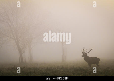 Stag, Male Red Deer, in the mist, cheshire, country park, wildlife Stock Photo