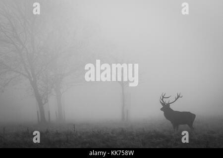 Stag, Male Red Deer, in the mist, cheshire, country park, wildlife Stock Photo