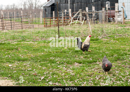 Two Plymouth Rock chickens in a barnyard in Kentucky, USA Stock Photo