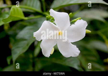 white vinca flower Stock Photo
