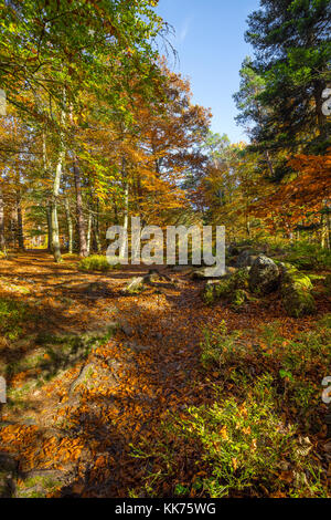 autumn colouring in a forest in the Vosges Mountains, Alsace, France Stock Photo