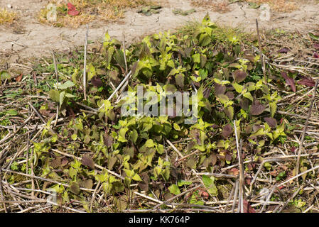 White dead-nettle, Lamium album, treated and killed with glyphosate before minimum cultivation seedbed preparation Stock Photo