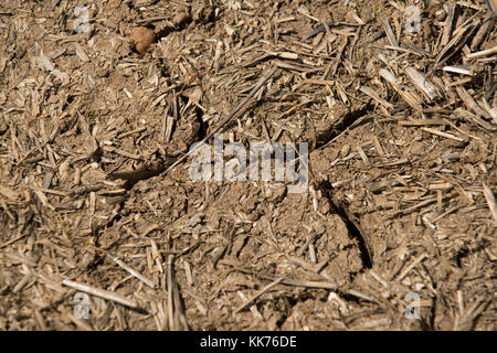 Dry cracked and arid soil in an unplanted arable field in summer with stubble trash, Berkshire, May Stock Photo