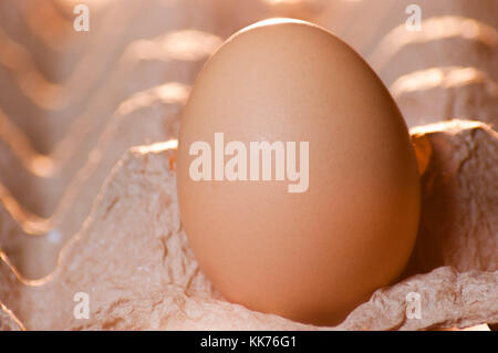 Close-up image of one large egg in a cardboard egg tray lit by golden morning light Stock Photo