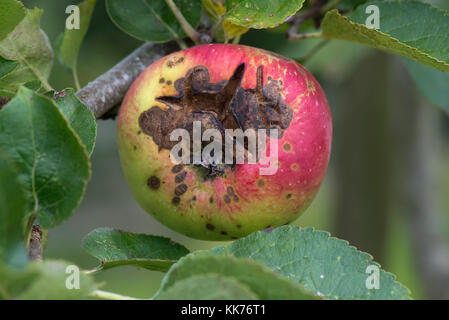 Necrotic spotting and cracking caused apple scab, Venturia inaequalis, on a ripe apple on the tree, Berkshire, August Stock Photo